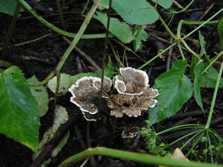 mushroom in the forest