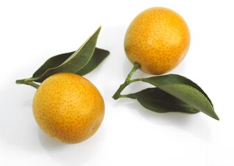 Kumquat, fortunella margarita, Fruit against White Background