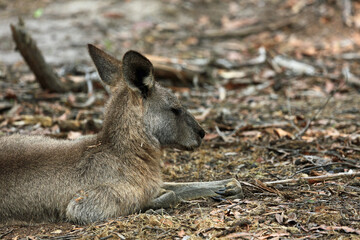 Sleeping kangaroo close up - Eastern Grey Kangaroo - Anglesea Golf Course, Victoria, Australia