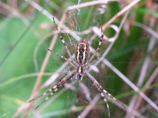 macro photo of a spider. spider weaves a web