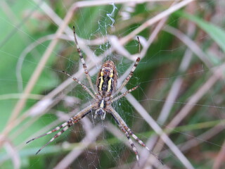macro photo of a spider. spider weaves a web