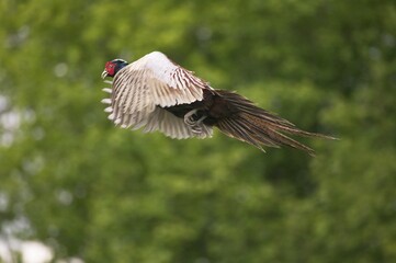Common Pheasant, phasianus colchicus, Male in Flight, Normandy in France