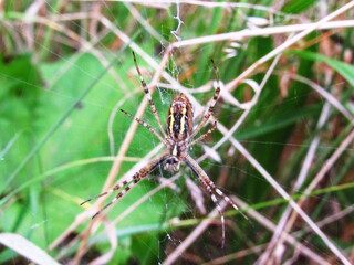 macro photo of a spider. spider weaves a web