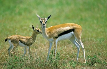 Naklejka na ściany i meble Thomson's Gazelle, gazella thomsoni, Mother with Young, Masai Mara Park in Kenya