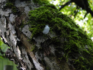 moss on tree