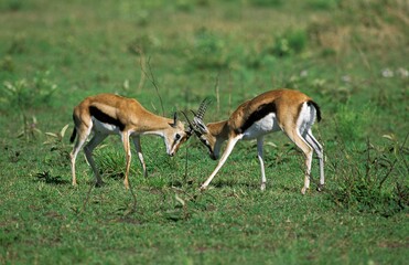 Naklejka na ściany i meble Thomson's Gazelle, gazella thomsoni, Males fighting, Masai Mara Park in Kenya