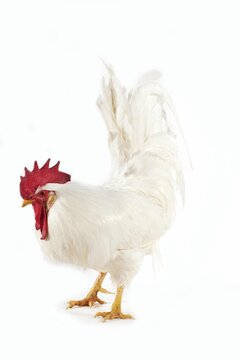 White Leghorn, Domestic Chicken, Cockerel against White Background