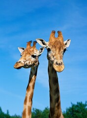 Fototapeta premium Rothschild's Giraffe, giraffa camelopardalis rothschildi, Portrait of Adults