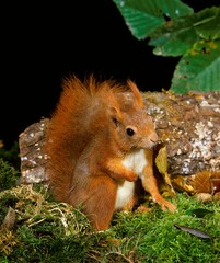 Red Squirrel, sciurus vulgaris, Female