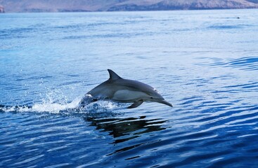 Common Dolphin, delphinus delphis, Adult Leaping, Mexico