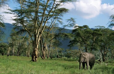 African Elephant, loxodonta africana, Adult in Acacia Forest, Kenya