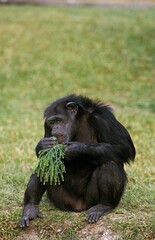 Chimpanzee, pan troglodytes, Adult eating Leaves