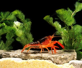 Louisiana Crayfish, procambarus clarkii