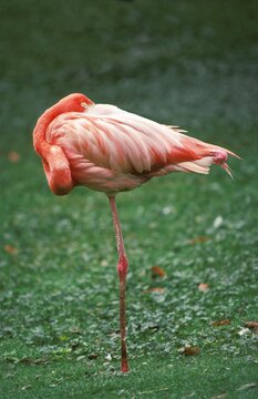Greater Flamingo, phoenicopterus ruber roseus, Adult Sleeping