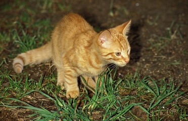 Red Tabby Domestic Cat, Kitten