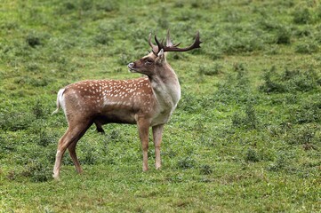 Obraz premium Persian Fallow Deer, dama mesopotamica, Male