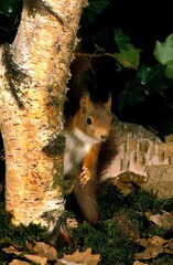 Red Squirrel, sciurus vulgaris, Male standing on Hind Legs, Autumn Season