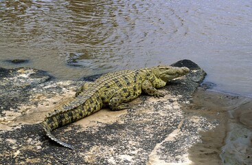 Nile Crocodile, crocodylus niloticus, Adult at Mara River, Masai Mara Park in Kenya