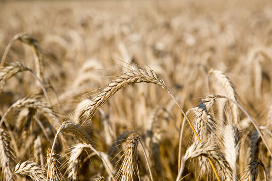 Landwirtschaft: Gersten&auml;hren