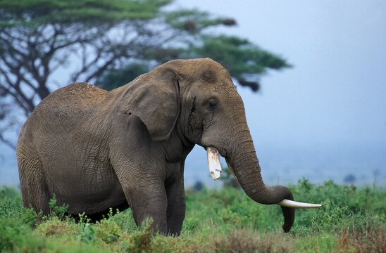 African Elephant, loxodonta africana, Adult Sleeping, Trunk put on Tusk, Kenya