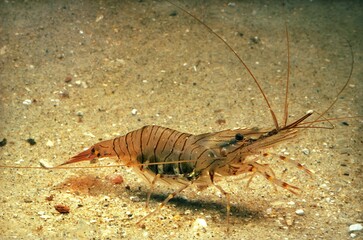 Commonn Prawn, palaemon serratus, Adult, Brittany
