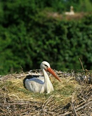 White Stork, ciconia ciconia, Adult Nesting, Alsace in France
