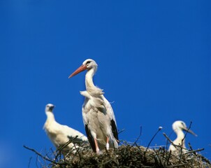 White Stork, ciconia ciconia, Adult on Nest, Alsace in France