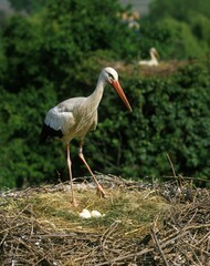 White Stork, ciconia ciconia, Adult on Nest with Eggs, Alsace in France