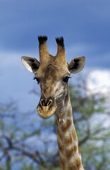 Naklejka premium Rothschild's Giraffe, giraffa camelopardalis rothschildi, Portrait of Adults