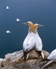 Northern Gannet, sula bassana, Pair standing on Rock, Bass Rock in Scotland
