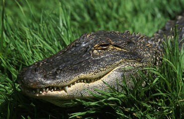 Australian Saltwater Crocodile or Estuarine Crocodile, crocodylus porosus, Portrait of Adult, Australia
