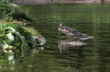 Nile Crocodile, crocodylus niloticus, Adult in Mara River, Masai Mara Park in Kenya
