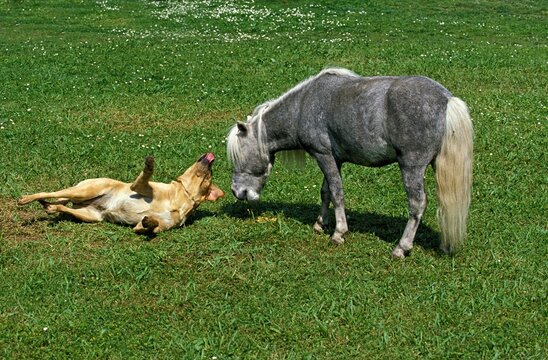 American Miniature Horse, Adult Playing with Labrador Dog