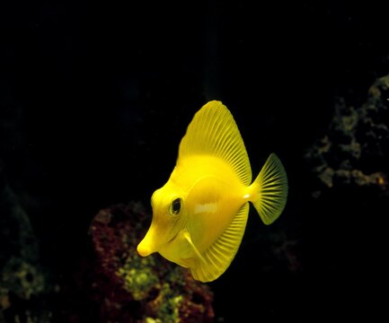 Yellow Tang Fish, zebrasoma flavescens