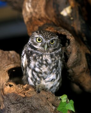 Little Owl, athene noctua, Adult standing on Branch