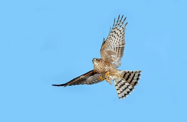 European Sparrowhawk, accipiter nisus, Adult in Flight