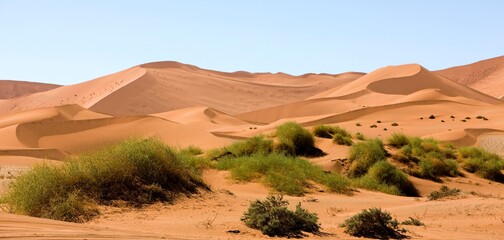 Fototapeta na wymiar Namib Desert, Namib-Naukluft Park, Sossusvlei Dunes, Namibia