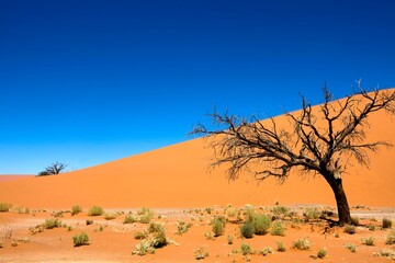 Namib Desert, Namib-Naukluft Park, Sossusvlei Dunes, Namibia