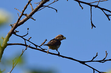 Eurasian wryneck bird sittin on the branch close up