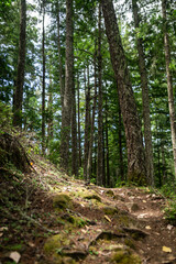 path in the forest