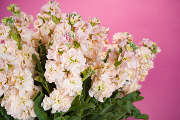 Luxurious bouquet of Matthiola on a purple background