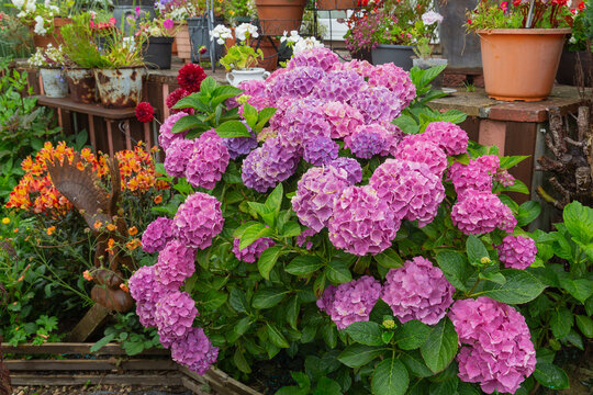 Summertime blooms of the hydrangea macrophylla bouquet rose