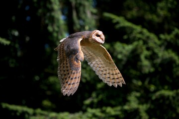 Barn Owl, tyto alba, Adult in Flight, Vendee in France