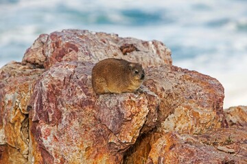 Rock Hyrax or Cape Hyrax, procavia capensis, Adult standing on Rock, Hermanus in South Africa