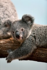 Koala, phascolarctos cinereus, Baby Laying on Branch