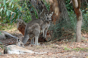 Naklejka na ściany i meble Kangaroo and trees - Eastern Grey Kangaroo - Anglesea Golf Course, Victoria, Australia