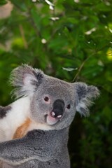 Koala, phascolarctos cinereus, Portrait of Male