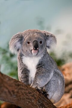 Koala, phascolarctos cinereus, Female sitting on Branch