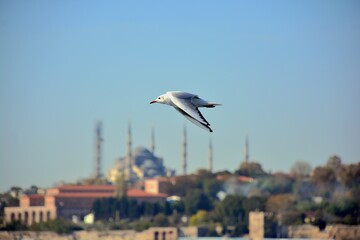 Fototapeta na wymiar a seagull on the roof