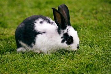 French Rabbit Called Geant Papillon Francais, Adult standing on Grass